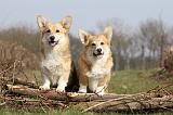 CORGI PEMBROKE 894